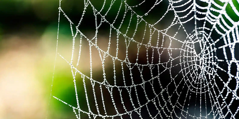 The Family system in organizations